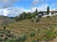 Grands Vins Porto Fonseca